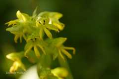 Habenaria marginata